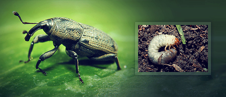 Active Insect Control