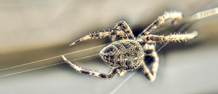 Spider Control Barrier